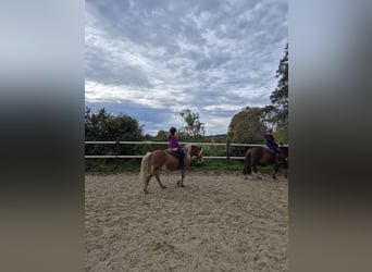 Welsh-A Mix, Wallach, 14 Jahre, 128 cm