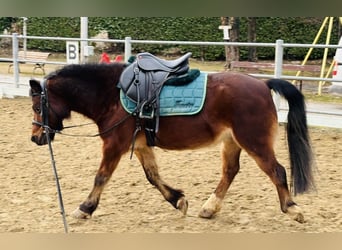 Welsh-A, Wallach, 15 Jahre, 100 cm, Brauner