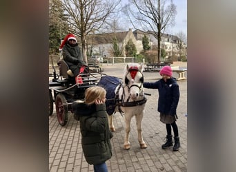 Welsh-A, Wallach, 15 Jahre, 115 cm, Schimmel