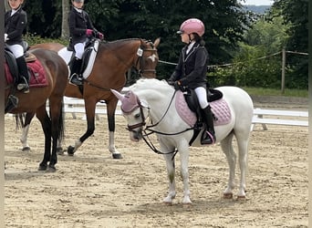 Welsh-A, Wallach, 15 Jahre, 115 cm, Schimmel