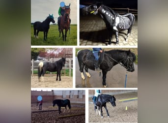 Welsh-A, Wallach, 15 Jahre, 120 cm, Rappe