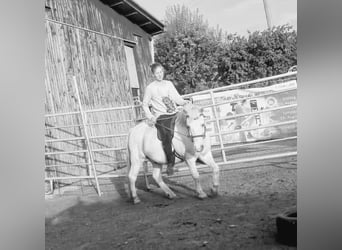 Welsh-A, Wallach, 15 Jahre, 120 cm, Schimmel