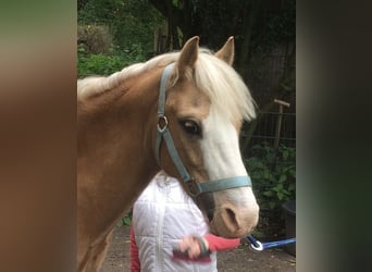 Welsh-A, Wallach, 15 Jahre, 125 cm, Palomino