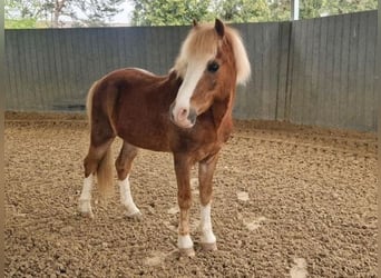 Welsh-A Mix, Wallach, 16 Jahre, 120 cm, Fuchs