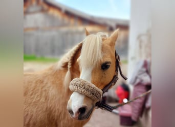 Welsh-A, Wallach, 16 Jahre, 120 cm, Palomino