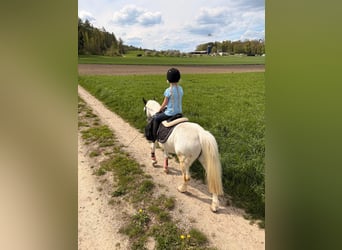 Welsh-A, Wallach, 16 Jahre, 125 cm