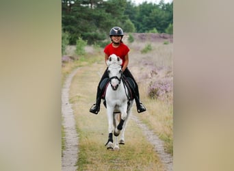 Welsh-A Mix, Wallach, 16 Jahre, 126 cm, Schimmel