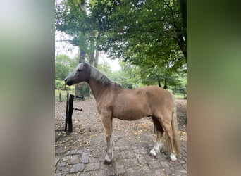 Welsh-A, Wallach, 17 Jahre, 125 cm, Palomino