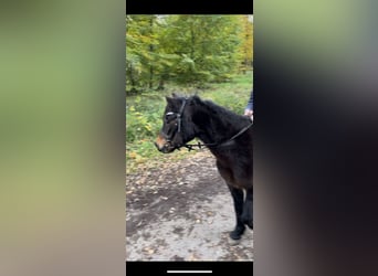 Welsh-A, Wallach, 17 Jahre, 125 cm, Rappe