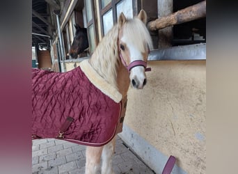 Welsh-A, Wallach, 17 Jahre, 128 cm, Palomino