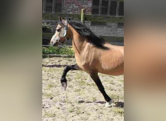 Welsh-A, Wallach, 17 Jahre, Buckskin