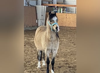 Welsh-A, Wallach, 17 Jahre, Buckskin