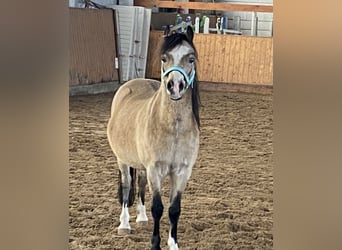 Welsh-A, Wallach, 17 Jahre