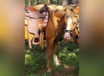 Welsh-A, Wallach, 18 Jahre, 120 cm, Palomino