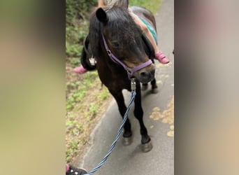 Welsh-A, Wallach, 18 Jahre, 125 cm