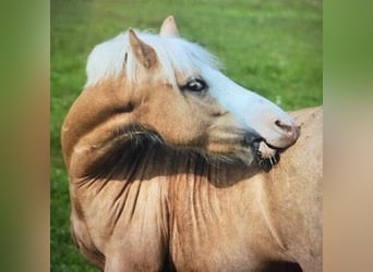 Welsh-A, Wallach, 18 Jahre, 125 cm, Palomino