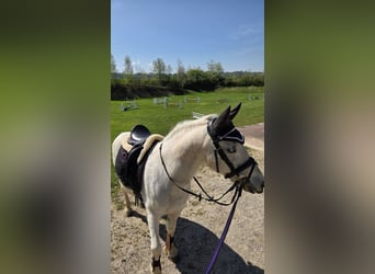 Welsh-A, Wallach, 18 Jahre, 125 cm, Schimmel