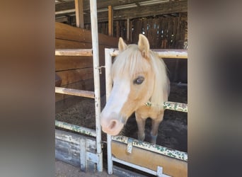 Welsh-A, Wallach, 19 Jahre, 110 cm, Palomino