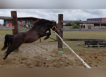 Welsh-A, Wallach, 1 Jahr, 118 cm, Schwarzbrauner