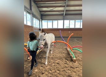 Welsh-A, Wallach, 20 Jahre, 120 cm, Schimmel