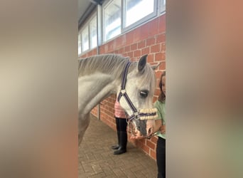 Welsh-A, Wallach, 20 Jahre, 120 cm, Schimmel