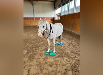 Welsh-A, Wallach, 20 Jahre, 120 cm, Schimmel