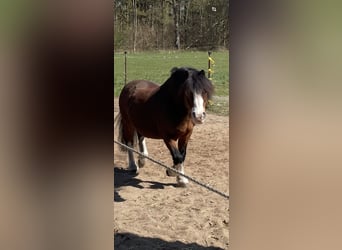 Welsh-A, Wallach, 21 Jahre, 115 cm, Brauner