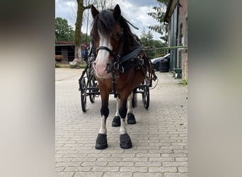 Welsh-A, Wallach, 21 Jahre, 115 cm, Brauner