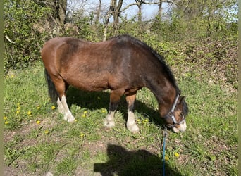 Welsh-A, Wallach, 21 Jahre, 115 cm, Brauner