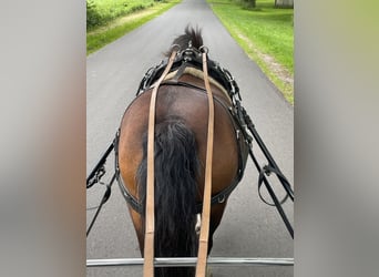 Welsh-A, Wallach, 21 Jahre, 115 cm, Brauner