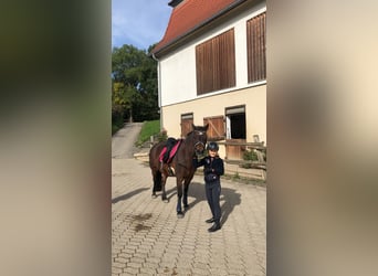 Welsh-A, Wallach, 22 Jahre, 131 cm, Brauner