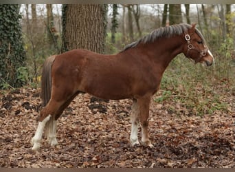 Welsh-A, Wallach, 2 Jahre, 120 cm, Fuchs