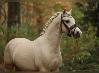 Welsh-A, Wallach, 2 Jahre, 122 cm, Palomino