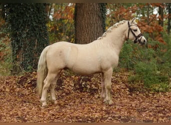 Welsh-A, Wallach, 2 Jahre, 122 cm, Palomino