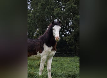 Welsh-A, Wallach, 2 Jahre
