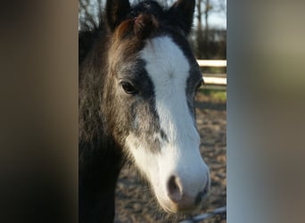 Welsh-A, Wallach, 3 Jahre, 114 cm, Schimmel