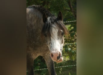 Welsh-A, Wallach, 3 Jahre, 114 cm, Schimmel