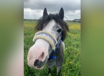 Welsh-A, Wallach, 3 Jahre, 114 cm, Schimmel