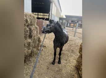 Welsh-A, Wallach, 3 Jahre, 115 cm, Apfelschimmel