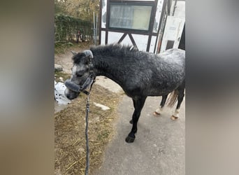 Welsh-A, Wallach, 3 Jahre, 115 cm, Apfelschimmel