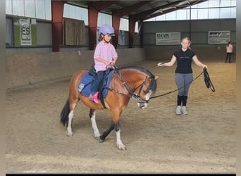 Welsh-A, Wallach, 3 Jahre, 115 cm, Brauner
