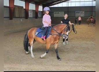 Welsh-A, Wallach, 3 Jahre, 115 cm, Brauner