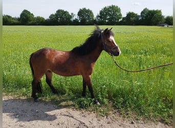 Welsh-A, Wallach, 3 Jahre, 115 cm