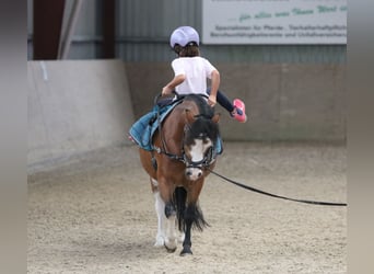 Welsh-A, Wallach, 3 Jahre, 116 cm, Brauner