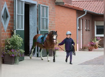 Welsh-A, Wallach, 3 Jahre, 116 cm, Brauner