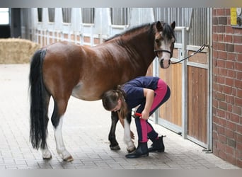 Welsh-A, Wallach, 3 Jahre, 116 cm, Brauner