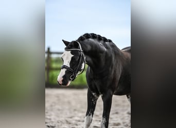 Welsh-A, Wallach, 3 Jahre, 116 cm, Rappe