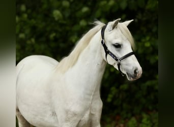 Welsh-A, Wallach, 3 Jahre, 116 cm, Schimmel