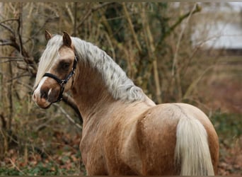 Welsh-A, Wallach, 3 Jahre, 117 cm, Palomino