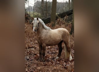 Welsh-A, Wallach, 3 Jahre, 117 cm, Palomino
